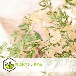 Japanese Maple 'taylor' - 'limited Edition' - Pot 19cm - Hauteur 60-70cm -AONA Gardena Magasin 64932591b4e217.18472860