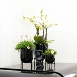 Rhipsalis Baccifera - H15cm, ø9cm - Plante D'intérieur -AONA Gardena Magasin 6638490801f056b7