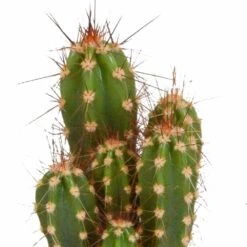 Cactus, Box De 5 Plantes - H8cm, ø5,5cm - Plantes D'intérieur -AONA Gardena Magasin 664e171e2bda6fec