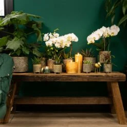 Haworthia Limifolia - ø6cm - H11cm, ø6cm - Plante D'intérieur -AONA Gardena Magasin 6945dc1ff6ec8dda