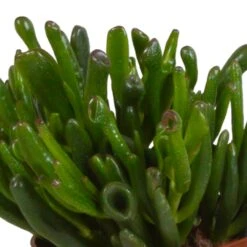 Crassula, Box De 3 Plantes - H15cm, ø10,5cm - Plantes D'intérieur -AONA Gardena Magasin 6afb084e7f368b74