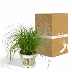 Herbe à Chat - H20cm, ø12cm - Plante D'intérieur -AONA Gardena Magasin 6f32ed9d24c25498