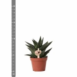 Haworthia Limifolia - ø6cm - H11cm, ø6cm - Plante D'intérieur -AONA Gardena Magasin 6f5c034fd84b61ae