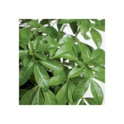 Choisya Ternata: C 5L -AONA Gardena Magasin 797537 004