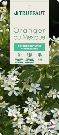 Choisya Ternata: C 5L -AONA Gardena Magasin 797537 005