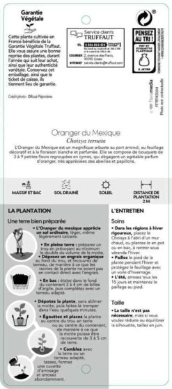 Choisya Ternata: C 5L -AONA Gardena Magasin 797537 006