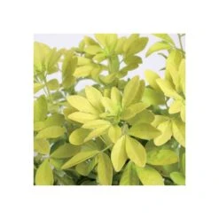 AONA Gardena Magasin 4 AONA Gardena Magasin -AONA Gardena Magasin 797540 003