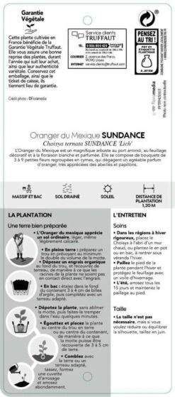 Choisya Ternata Sundance : H30/40cm C 5L -AONA Gardena Magasin 797540 004