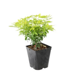 Choisya Ternata Sundance : H30/40cm C 5L -AONA Gardena Magasin 797540 1766065
