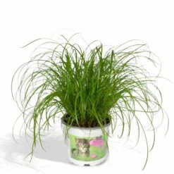 Herbe à Chat - H20cm, ø12cm - Plante D'intérieur