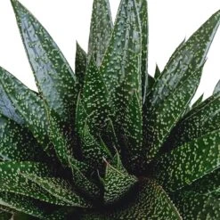 Gasteria - H25, ø17cm - Plantes D'intérieur Facile D'entretien -AONA Gardena Magasin 818ffe401a08ccd6