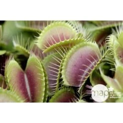 Attrape-mouches : Ø12cm, Pot -AONA Gardena Magasin 85271 001