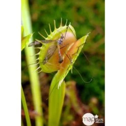 Attrape-mouches : Ø12cm, Pot -AONA Gardena Magasin 85271 003