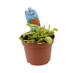 Attrape-mouches : Ø12cm, Pot -AONA Gardena Magasin 85271 008