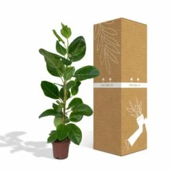 Ficus Altissima - H85cm, ø21cm - Grande Plante D'intérieur -AONA Gardena Magasin 86f7d577990ab096