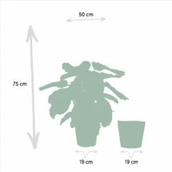 Calathea Médaillon Et Son Panier Naturel - H65cm, ø19cm - Plante D'intérieur -AONA Gardena Magasin 88aeffa7f615bfa9