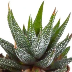 Gasteria, Haworthia, Box De 5 Plantes - H12cm, ø5,5cm - Plantes D'intérieur -AONA Gardena Magasin 8f6303b2df7c9f36