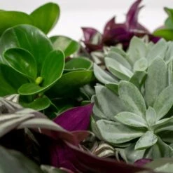 Box 3 Plantes D'intérieur - H20cm, ø12cm - Plantes D'intérieur -AONA Gardena Magasin 9049621b9f88d4c4