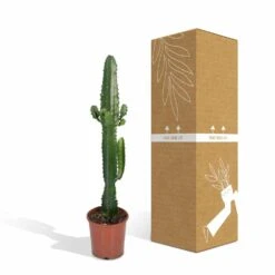 Euphorbia Acrurensis - H50cm, ø17cm - Grande Plante D'intérieur 9 Euphorbia Acrurensis - H50cm, ø17cm - Grande Plante D'intérieur -AONA Gardena Magasin 9085af23248e93ea