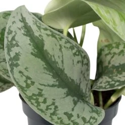 Pothos Scindapsus Pictus Epipremnum - H15cm, ø12cm - Plante D'intérieur Tombante -AONA Gardena Magasin 91f3aa483a43f05f