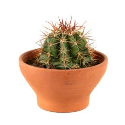 Cactus: Coupe D15cm