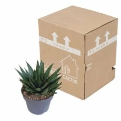 Gasteria - H25, ø17cm - Plantes D'intérieur Facile D'entretien -AONA Gardena Magasin 92b816dbc312753b