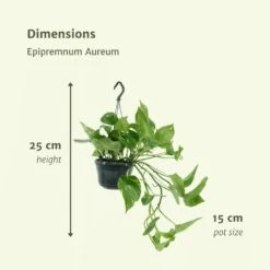 Epipremnum Aureum Scindapsus X2 - H25cm, ø15cm - Plante D'intérieur -AONA Gardena Magasin 93ca32c9cb6f13ca