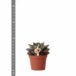 Echeveria Purpusorum - H9cm, ø6cm - Plante D'intérieur -AONA Gardena Magasin 93d4d1b512e566d1