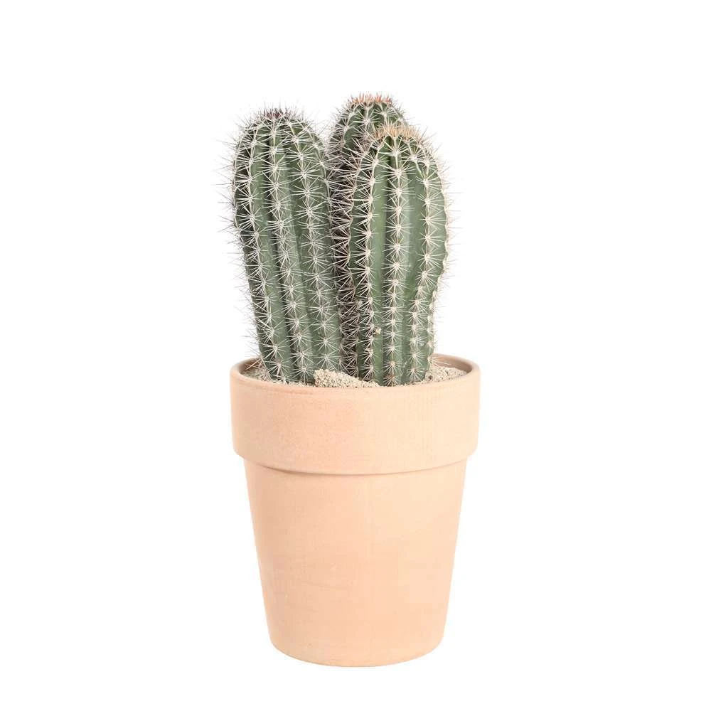 Cactus Mix : Pot Ø27 Cm 1 Cactus Mix : Pot Ø27 Cm
