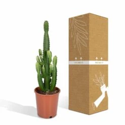 Euphorbia Acrurensis - H80cm, ø24cm - Grande Plante D'intérieur -AONA Gardena Magasin 961446c69616177c