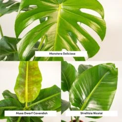 Monstera Deliciosa, Bananier Musa, Strelitzia Nicolai - Grandes Plantes D'intérieur -AONA Gardena Magasin 964644ac6b97da9d