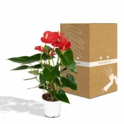 Anthurium Rouge - H40cm, ø12cm - Plante D'intérieur -AONA Gardena Magasin 972096c3ef4e7808