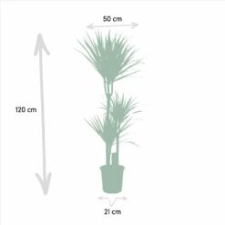 Yucca, Dracaena, Duo De Plantes - Grandes Plantes D'intérieur -AONA Gardena Magasin 9da9357d44230960