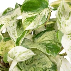 Epipremnum Happy Leaf Scindapsus - H15cm, ø12cm - Plante D'intérieur Tombante -AONA Gardena Magasin 9ff0fe9832ba9055