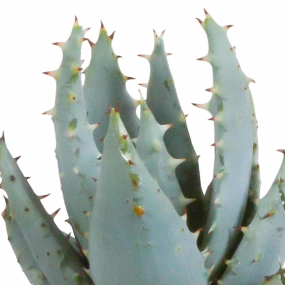 Gasteria, Haworthia Et Leurs Caches-pots Blancs, Box De 5 Plantes - H8cm, ø6cm - Plantes D'intérieur 5 Gasteria, Haworthia Et Leurs Caches-pots Blancs, Box De 5 Plantes - H8cm, ø6cm - Plantes D'intérieur – Image 5