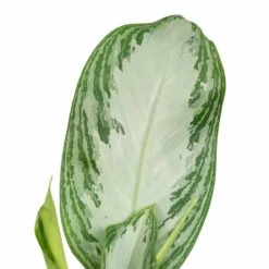 Aglaonema Silver Bay - H55cm, ø17cm - Plante D'intérieur -AONA Gardena Magasin a5b31a05b559baea