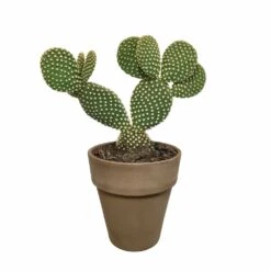 Opuntia Microdasys Et Son Cache-pot Marron - H40cm, ø17cm - Plante D'intérieur 9 Opuntia Microdasys Et Son Cache-pot Marron - H40cm, ø17cm - Plante D'intérieur -AONA Gardena Magasin a5b5547e6fb3b690