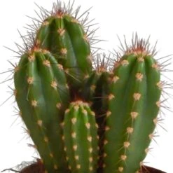 Cactus, Box De 3 Plantes - H15cm, ø10,5cm - Plantes D'intérieur -AONA Gardena Magasin a87631cfc895184c