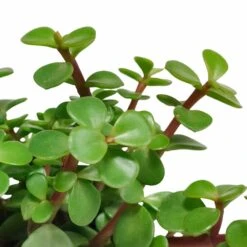 Portulacaria Afra - H25cm, ø10,5cm - Plante D'intérieur -AONA Gardena Magasin ae48ccf2c4e6d2a1