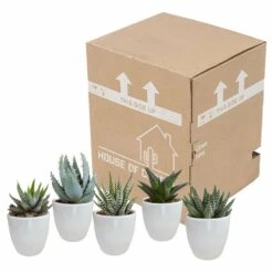 Gasteria, Haworthia Et Leurs Caches-pots Blancs, Box De 5 Plantes - H8cm, ø6cm - Plantes D'intérieur 7 Gasteria, Haworthia Et Leurs Caches-pots Blancs, Box De 5 Plantes - H8cm, ø6cm - Plantes D'intérieur -AONA Gardena Magasin b21e979194cb601b