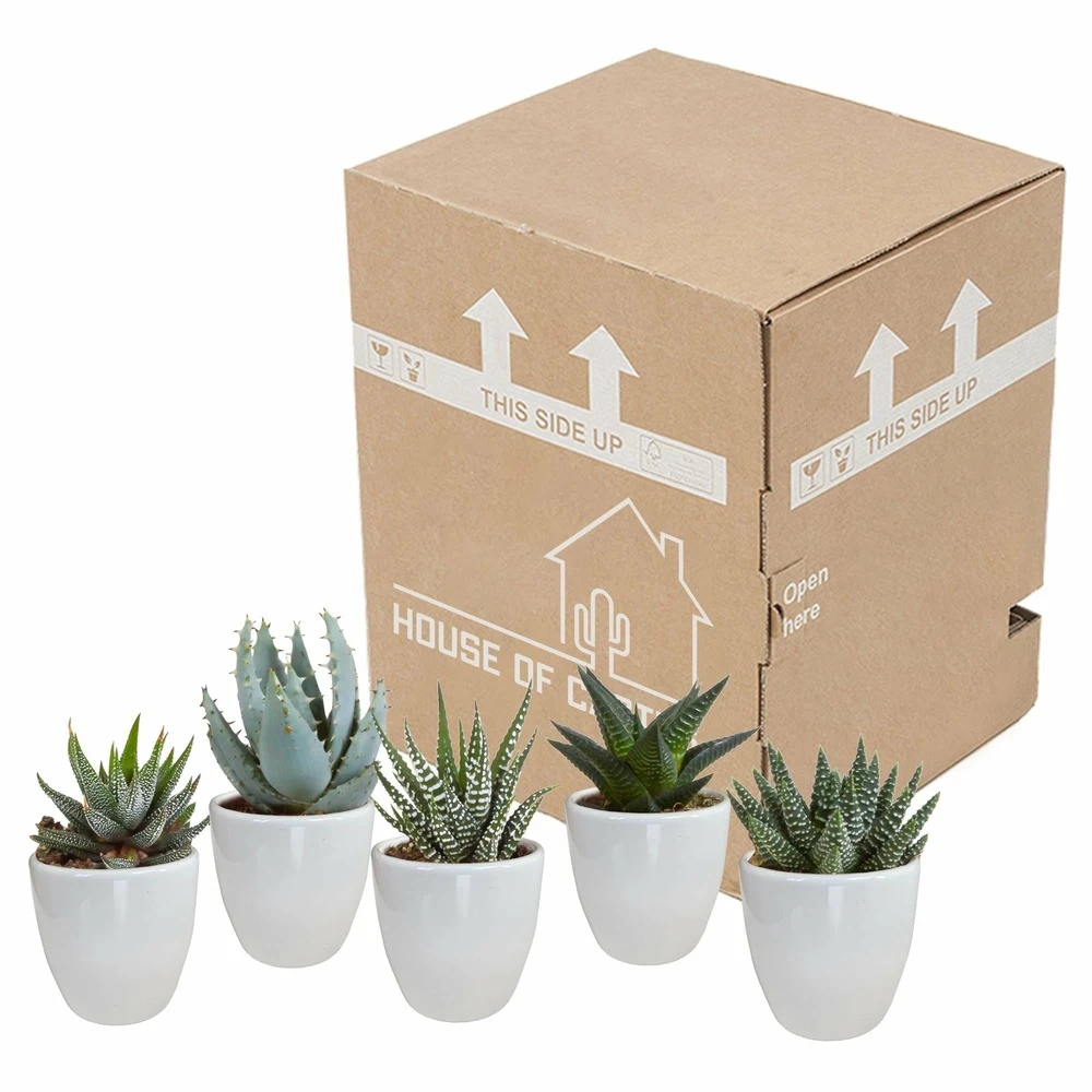 Gasteria, Haworthia Et Leurs Caches-pots Blancs, Box De 5 Plantes - H8cm, ø6cm - Plantes D'intérieur 3 Gasteria, Haworthia Et Leurs Caches-pots Blancs, Box De 5 Plantes - H8cm, ø6cm - Plantes D'intérieur – Image 3