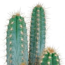 Pilosocereus Azureus Et Son Cache-pot Marron - H40cm, ø17cm - Plante D'intérieur -AONA Gardena Magasin b23cc9a2439d2a8e