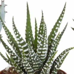 Gasteria, Haworthia, Box De 5 Plantes - H12cm, ø5,5cm - Plantes D'intérieur -AONA Gardena Magasin b4c4f900794f4f5a