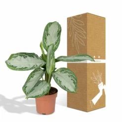 Aglaonema Silver Bay - H55cm, ø17cm - Plante D'intérieur -AONA Gardena Magasin b5f3c26db9e6b948