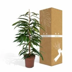 Ficus Amstel King - H100cm, ø21cm - Très Grande Plante D'intérieur -AONA Gardena Magasin b65ad4a4798c5ea3