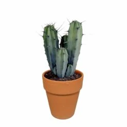 Myrtillocactus Et Son Cache-pot En Terracotta - H40cm, ø17cm - Plante D'intérieur -AONA Gardena Magasin b6968ab3d045db57