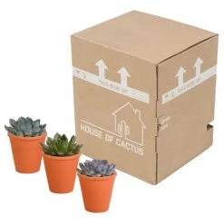Echeveria Et Leurs Caches-pots Terracotta, Box De 3 Plantes - H12cm, ø9,5cm - Plantes D'intérieur 7 Echeveria Et Leurs Caches-pots Terracotta, Box De 3 Plantes - H12cm, ø9,5cm - Plantes D'intérieur -AONA Gardena Magasin b844b44b7419e9dd
