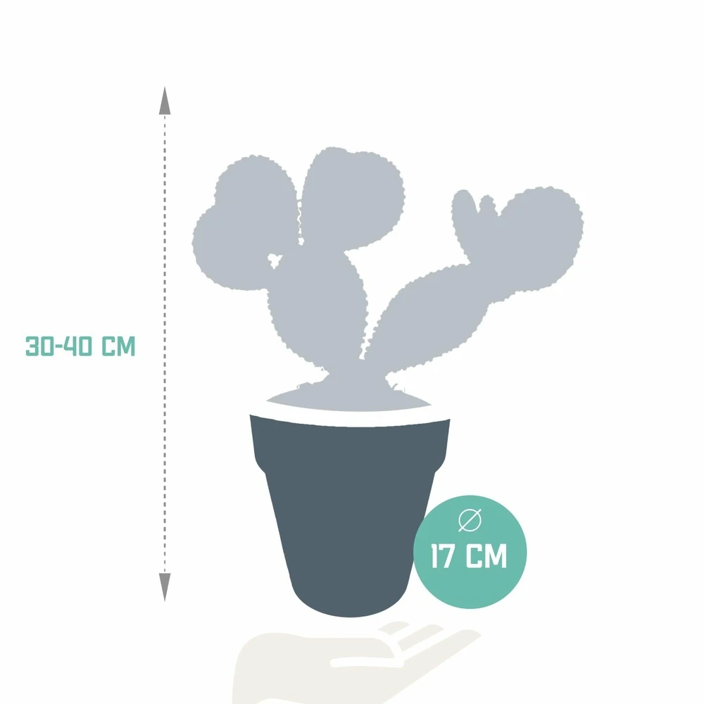 Opuntia Microdasys Et Son Cache-pot Marron - H40cm, ø17cm - Plante D'intérieur 2 Opuntia Microdasys Et Son Cache-pot Marron - H40cm, ø17cm - Plante D'intérieur – Image 2