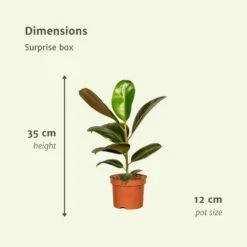 Box Suprise X6 - Plantes D'intérieur -AONA Gardena Magasin bb903151827f8d7f