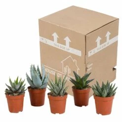 Gasteria, Haworthia, Box De 5 Plantes - H12cm, ø5,5cm - Plantes D'intérieur -AONA Gardena Magasin bf054cfd56654567